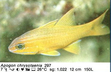 Apogon chrysotaenia